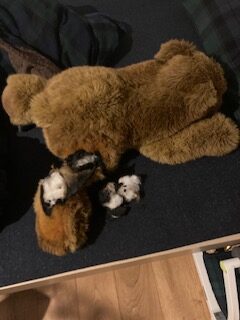 ドイツ シュタイフ社製 ソフトタイプベア 全長約60㎝